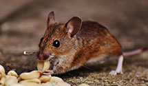 24 Hour & Emergency Exterminators in Bennington, OK